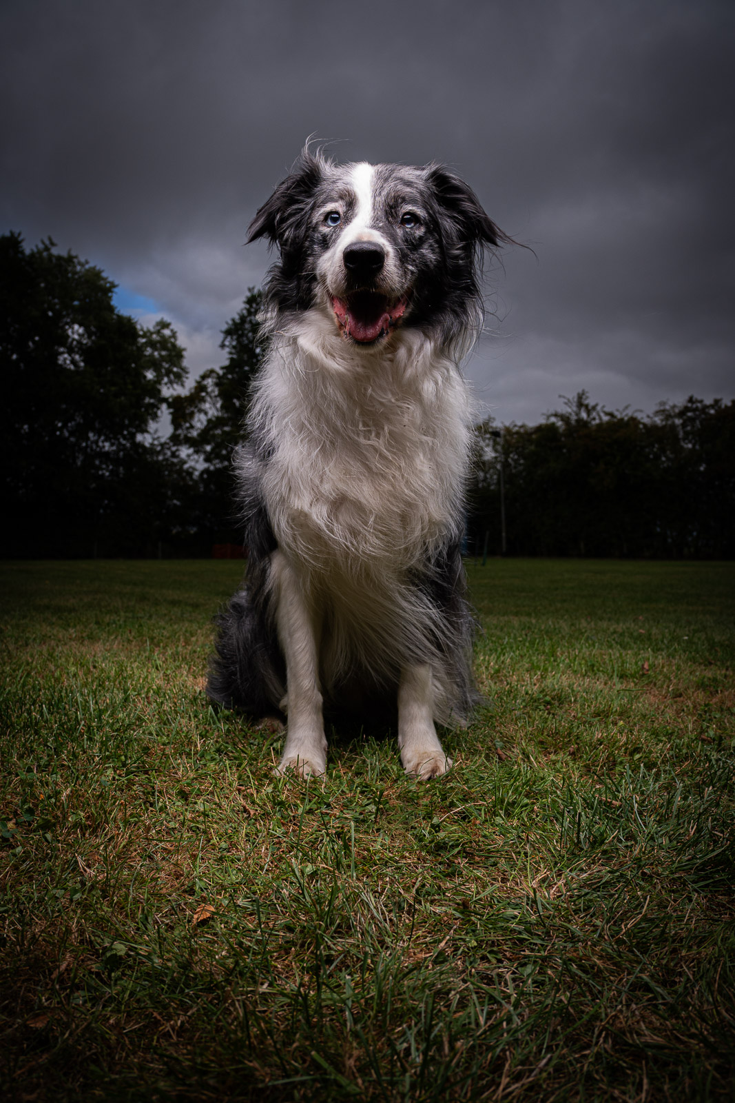 Zittende Border Collie op grasveld onder een dramatische wolkenlucht, buitenportret voor professionele hondenfotografie.