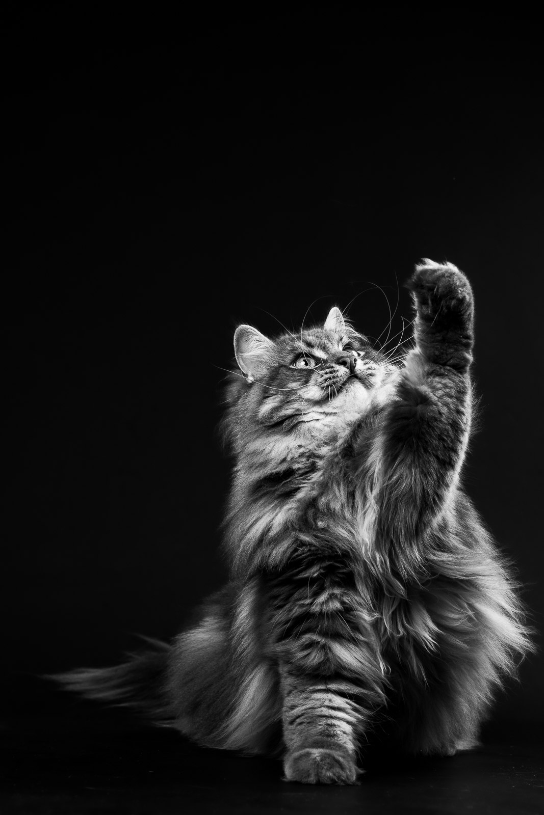 Zwart-wit huisdierportret van een langharige kat die speels met een pootje omhoog reikt in een donkere studio.